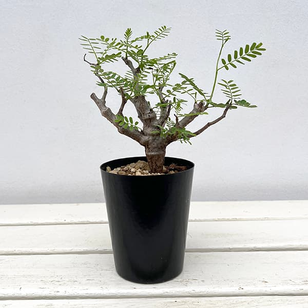 園芸ネット本店｜センナ：メリディオナリス 3号25-03 の通販【公式】