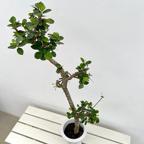 園芸ネット本店｜ガジュマル：パンダガジュマル 6号鉢植え** の通販