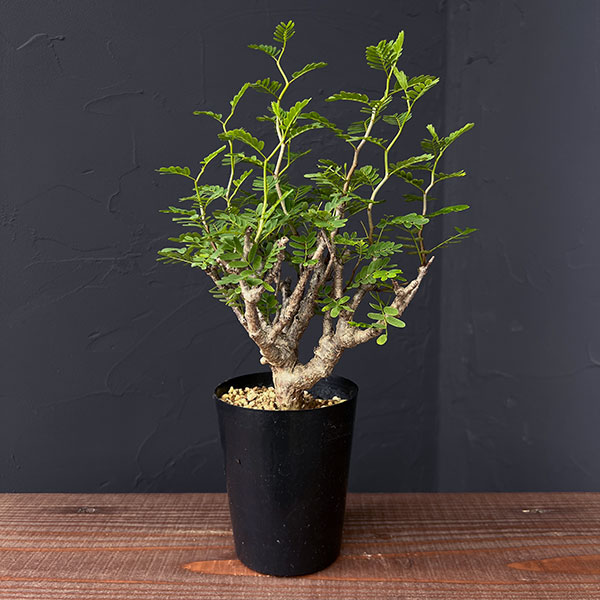 園芸ネット本店｜[ザ・ファームセレクト]センナ：メリディオナリス 3号