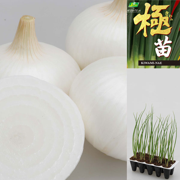 園芸ネット本店｜玉ねぎプラグ苗：極苗：白玉ねぎ サラダ向き 超サラダ