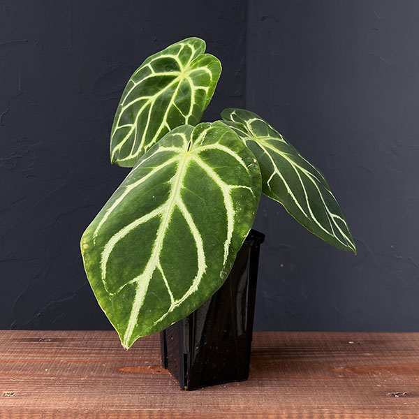 園芸ネット本店｜（わけあり特価）アンスリウム：ドラヤキ×クリスタ