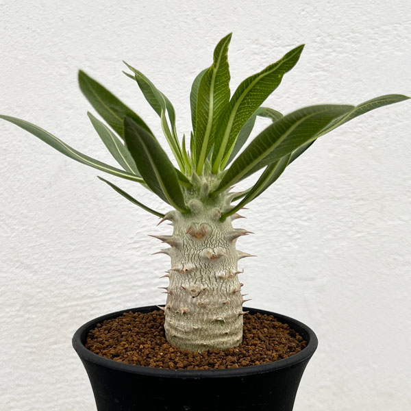 園芸ネット本店｜パキポディウム：ホロンベンセ 3号鉢植え** の通販