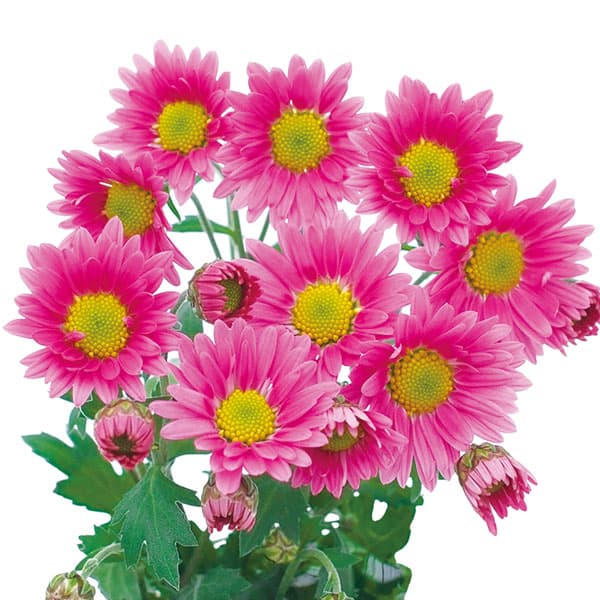 園芸ネット本店｜寒菊小菊：桜華（ピンク系）3号ポット の通販【公式】