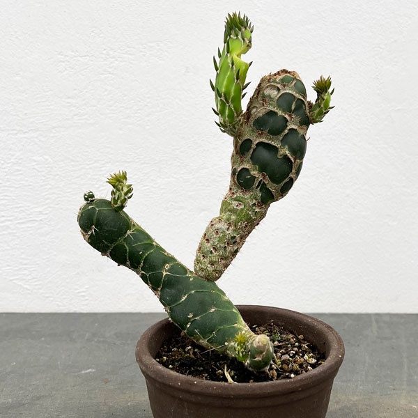 園芸ネット本店｜サボテン：オプンチア 亀甲団扇（キッコウウチワ