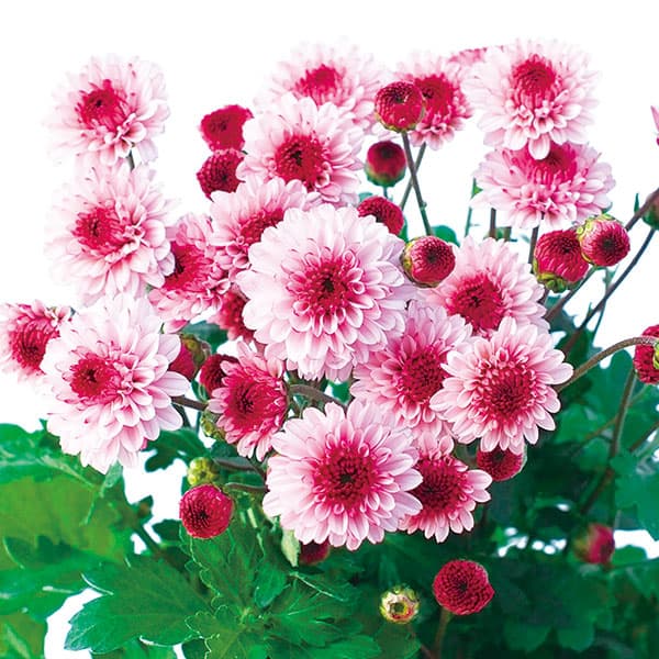 園芸ネット本店｜手間なし菊冬咲き お正月咲き二色八重小菊 ベリーアイ