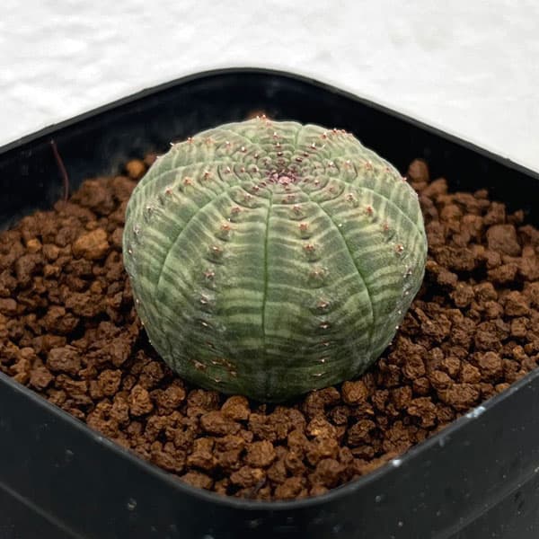 園芸ネット本店｜ユーフォルビア：オベサ 2.5号鉢植え* の通販【公式】