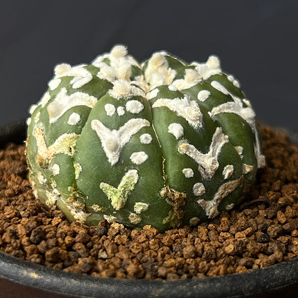 園芸ネット本店｜アストロフィツム：スーパー兜（かぶと）実生株 2.5号