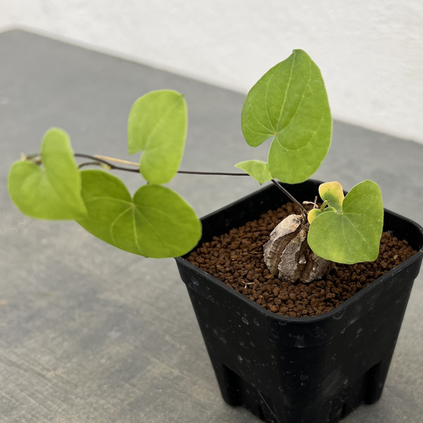 園芸ネット本店｜ディオスコレア：エレファンティペス Mana's farmの