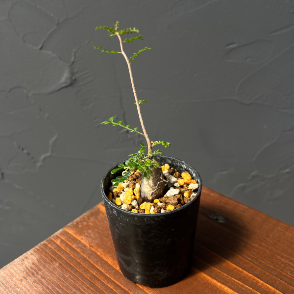 園芸ネット本店｜オペルクリカリア：デカリー （実生株） 2.5号鉢植え