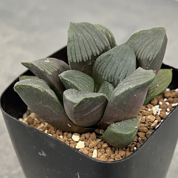 園芸ネット本店｜ハオルチア：夜想の森マークツー 2.5号鉢植え の通販