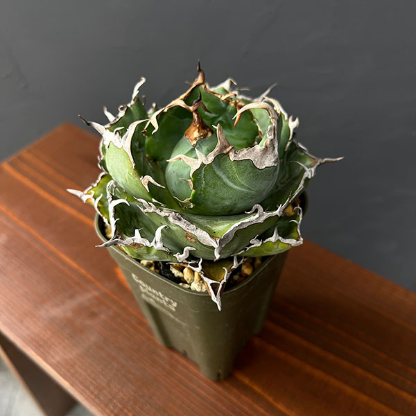 園芸ネット本店｜アガベ：チタノタ 白鯨 3号鉢植え25-01 の通販【公式】