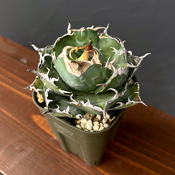 園芸ネット本店｜アガベ：チタノタ 白鯨 3号鉢植え25-05 の通販【公式】