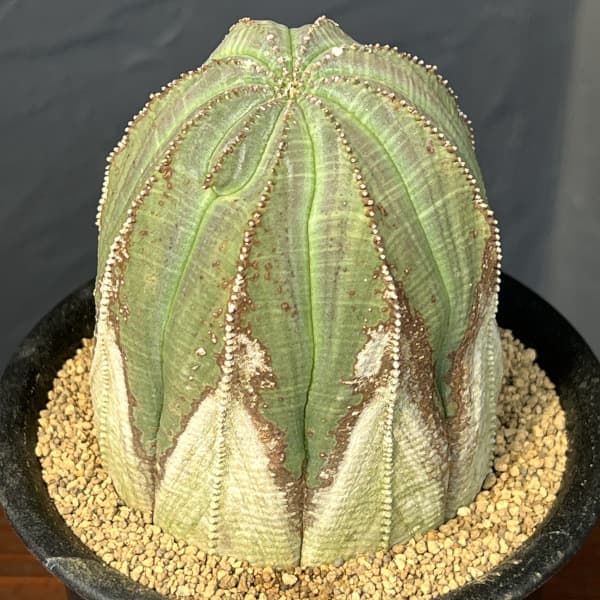 園芸ネット本店｜ユーフォルビア：オベサ・オールドタイプ3.5号鉢植え