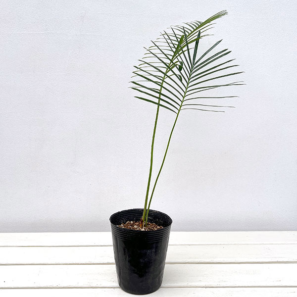 園芸ネット本店｜サイカス：sp.タイシルバー4号ポット の通販【公式】