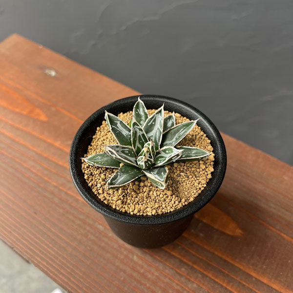 園芸ネット本店｜アガベ：姫笹の雪 2.5号鉢植え* の通販【公式】