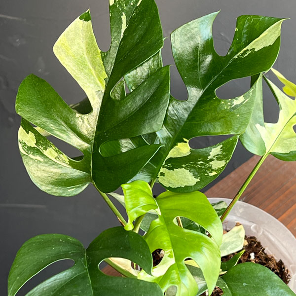 園芸ネット本店｜ラフィドフォラ：テトラスペルマ 斑入り 4号