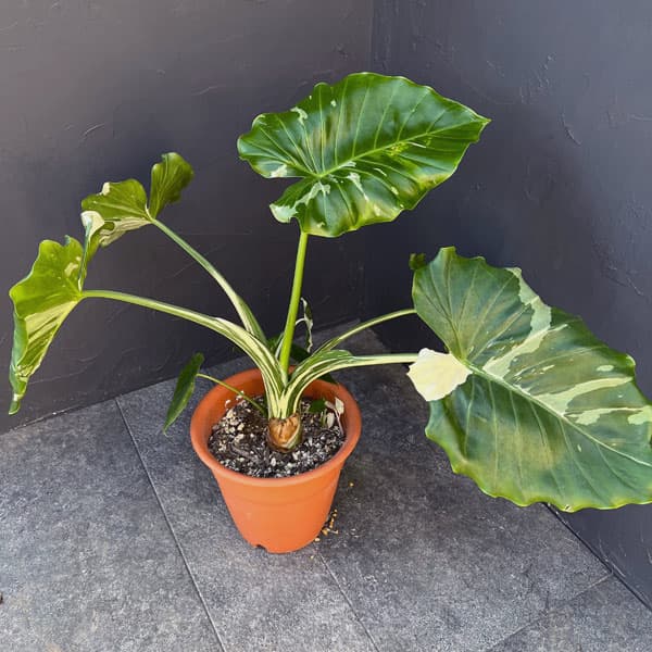 園芸ネット本店｜クワズイモ：斑入り 7号25-03 の通販【公式】