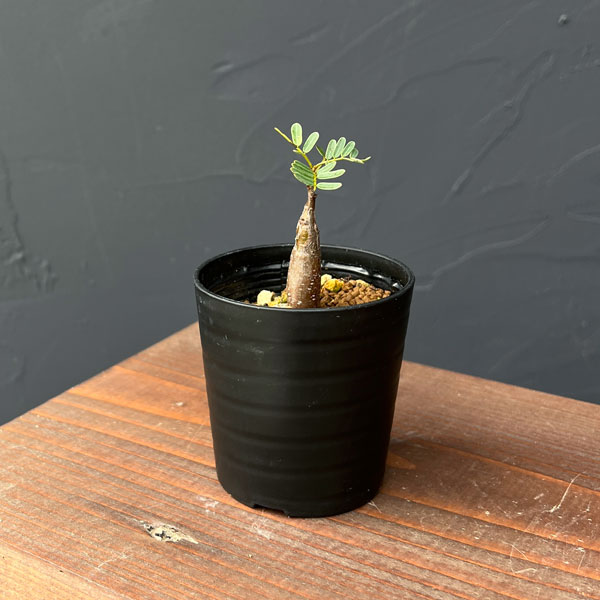 園芸ネット本店｜センナ：メリディオナリス（実生）2.5号鉢 の通販【公式】