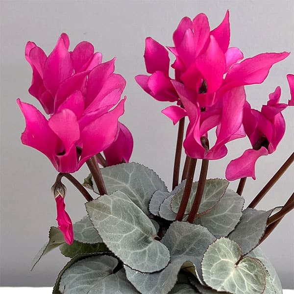 園芸ネット本店｜シクラメン（ミニ）：白銀の世界（ピンク系） 3号