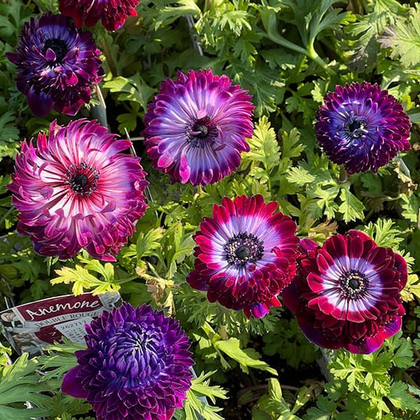 園芸ネット本店｜アネモネ：ファネモス ダブルルージュ3.5号ポット の