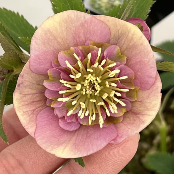 園芸ネット本店｜クリスマスローズ：セレクトセミダブル26-42／1.5L