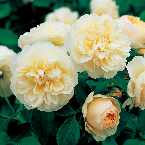 園芸ネット本店｜イングリッシュローズ デビッド・オースチン