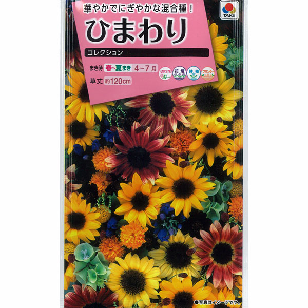 園芸ネット本店｜ヒマワリ：ひまわりコレクション[タキイ 花タネ] の