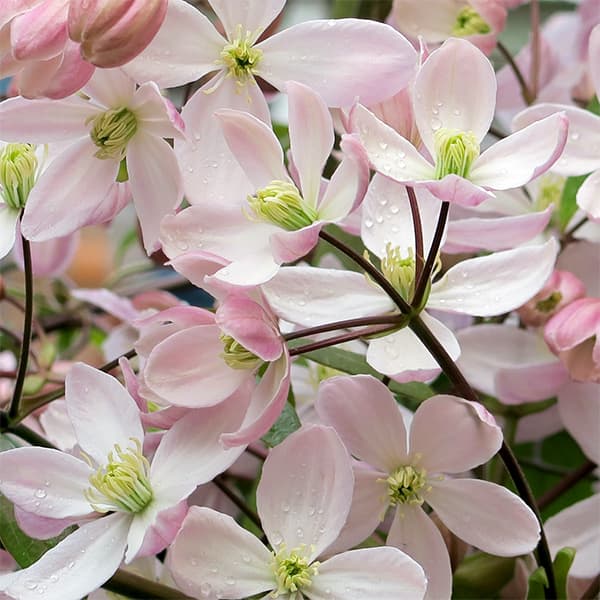 園芸ネット本店｜クレマチス：アーマンディ アップルブロッサム4号
