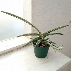 園芸ネット本店｜[ザ・ファームセレクト]サンセベリア：ボンセレンシス