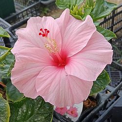 園芸ネット本店｜ハイビスカス（ニューロングライフ）：アドニス