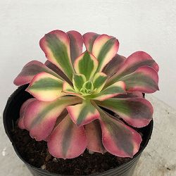 園芸ネット本店｜アエオニウム：魅金ローズ 3号ポット の通販【公式】