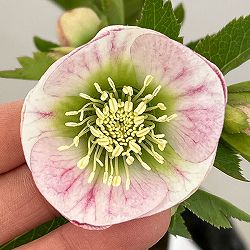 園芸ネット本店｜大和園さんのクリスマスローズ：26-03パステリッシュ