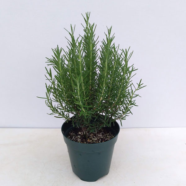 園芸ネット本店｜ローズマリー（立性）：マリンブルー5号ポット の通販