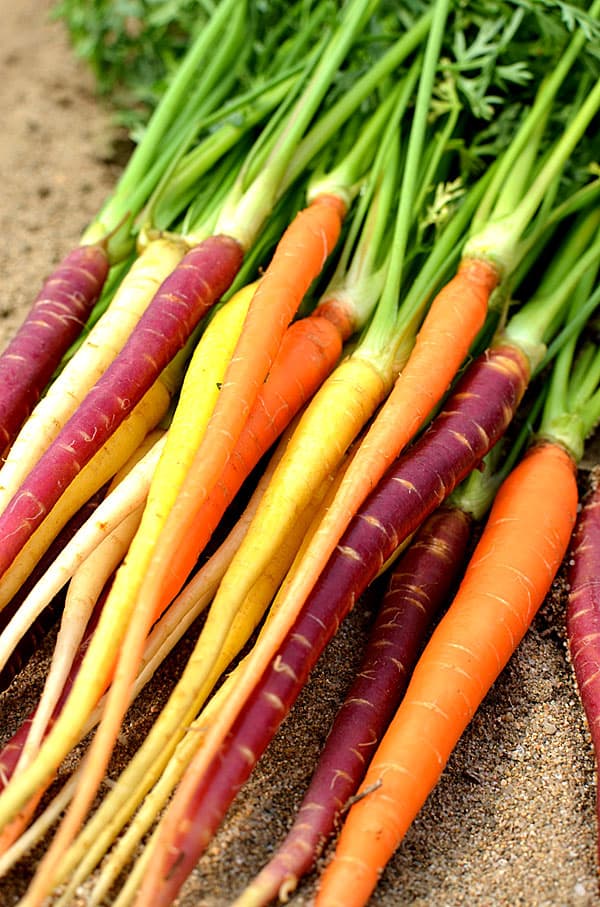 園芸ネット本店｜にんじん4種セット[野菜タネ] の通販【公式】