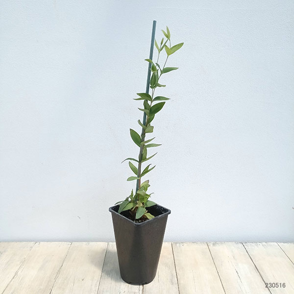 園芸ネット本店｜クレマチス：ハクレイ（白麗）4.5号ポット（インテグ