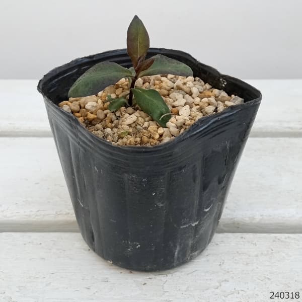 園芸ネット本店｜フロックス：パニキュラータ ブルーパラダイス3-3.5号