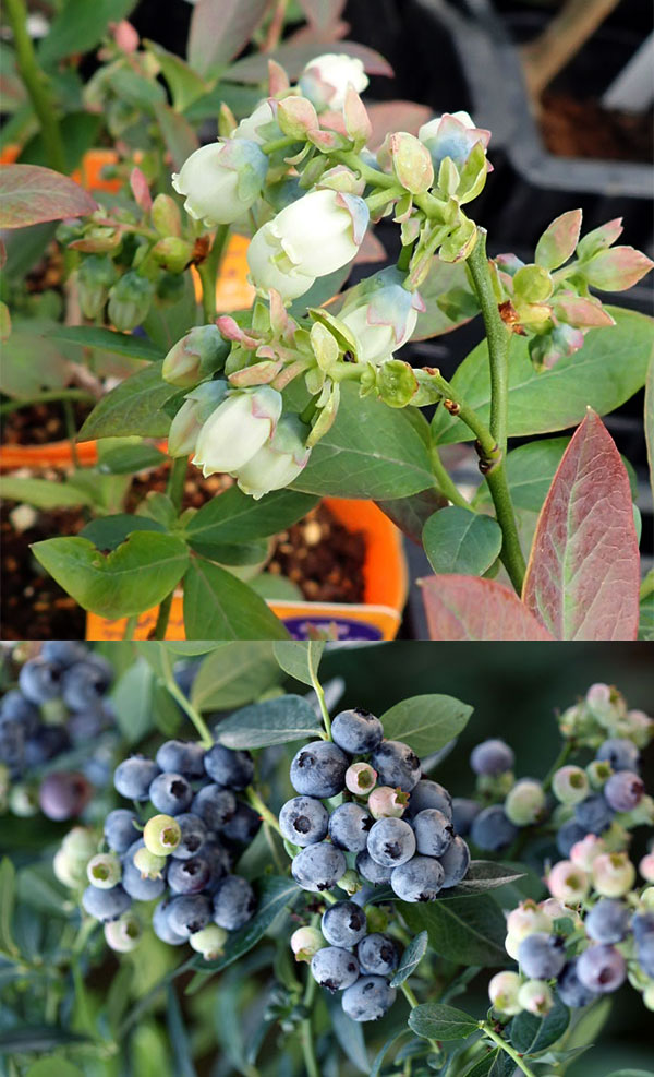 園芸ネット本店｜ブルーベリー：サザンハイブッシュ系人気種5号3種