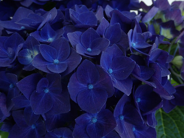 園芸ネット本店｜アジサイ：ディープパープル 5号鉢植え の通販【公式】