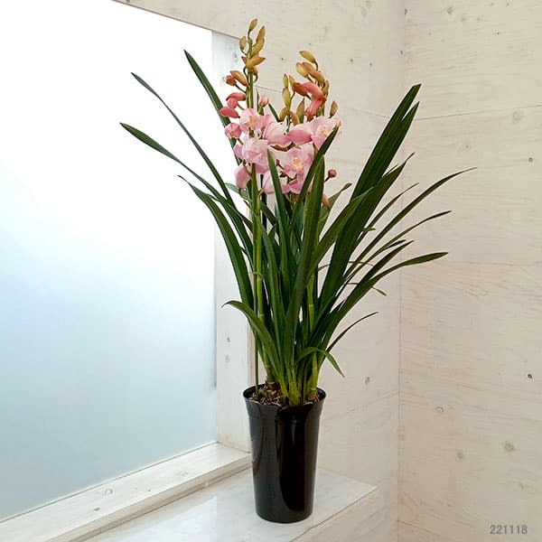 園芸ネット本店｜シンビジューム：エンザンインザムード4本立ち6号