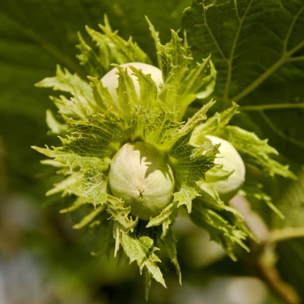 園芸ネット本店｜ヘーゼルナッツ（西洋ハシバミ）：ウェブズプライズ4