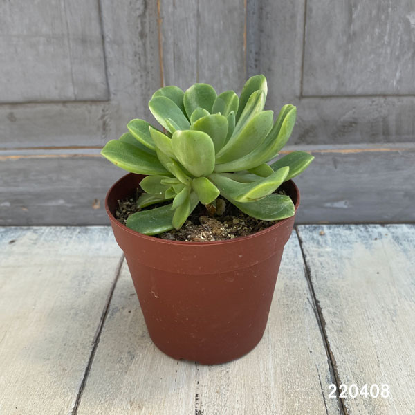 園芸ネット本店｜アエオニウム：愛染錦（あいぜんにしき）2.5号 の通販