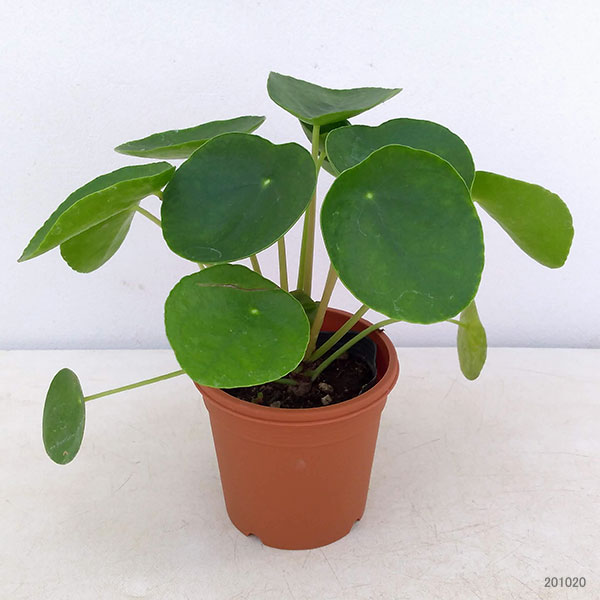 園芸ネット本店｜ピレア：ペペロミオイデス2.5号 の通販【公式】