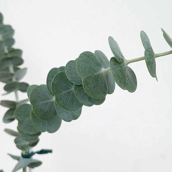 園芸ネット本店｜[26年3月中下旬予約]ユーカリ：シネレア（銀丸葉）3