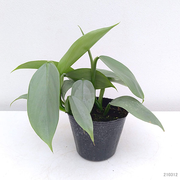 園芸ネット本店｜フィロデンドロン：シルバーメタル3号ポット の通販