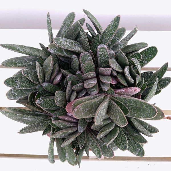 園芸ネット本店｜ガステリア5号鉢植え の通販【公式】