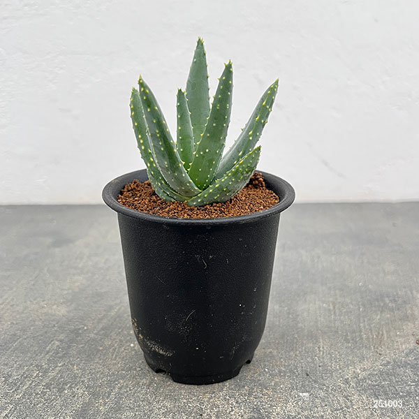 園芸ネット本店｜アロエ：ディコトマ3号ポット の通販【公式】