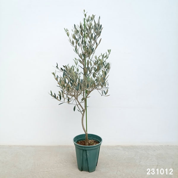 園芸ネット本店｜オリーブ：ミッション 8号鉢植え* の通販【公式】