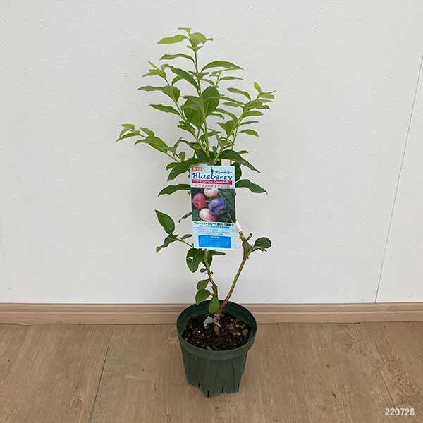 園芸ネット本店｜ブルーベリー（ハイブッシュ系）：チャンドラー接木苗