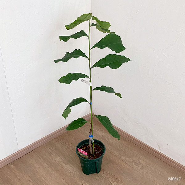 園芸ネット本店｜ポポー：シェナンドー（接木苗）5-6号ポット の通販