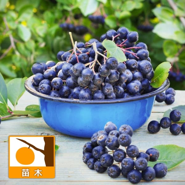 園芸ネット本店｜アロニア（チョコベリー）： ネロ3.5号ポット の通販